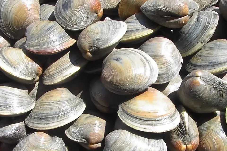 A pile of clams sitting on top of each other.